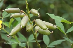 Crotalaria agatiflora